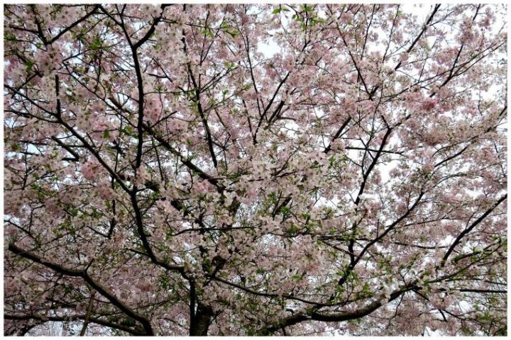ファイル名: Collage-2017-04-02.jpg
ファイルサイズ: 159KB
→クリックで元のサイズを表示 Collage-2017-04-02