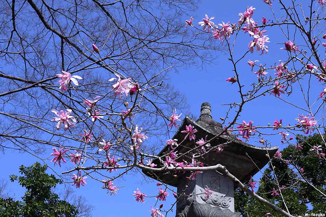 深大寺でヒメコブシが咲いています。