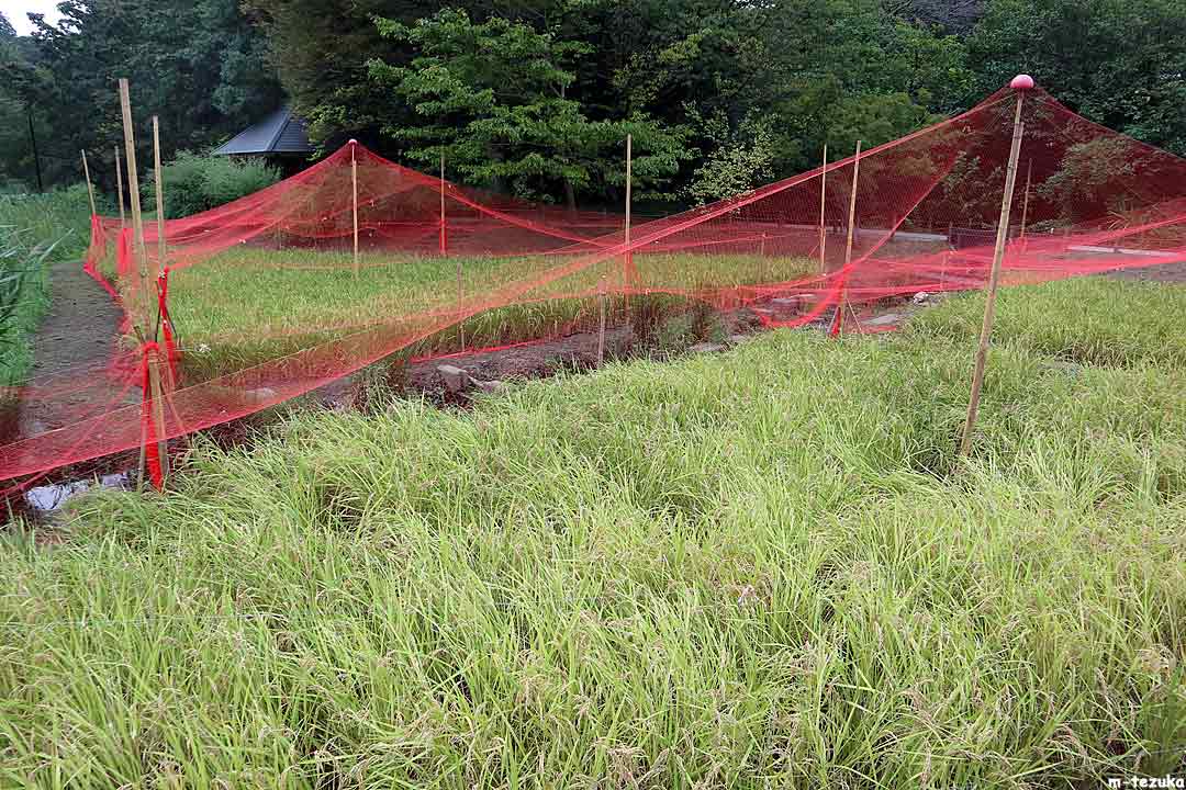 水生植物園