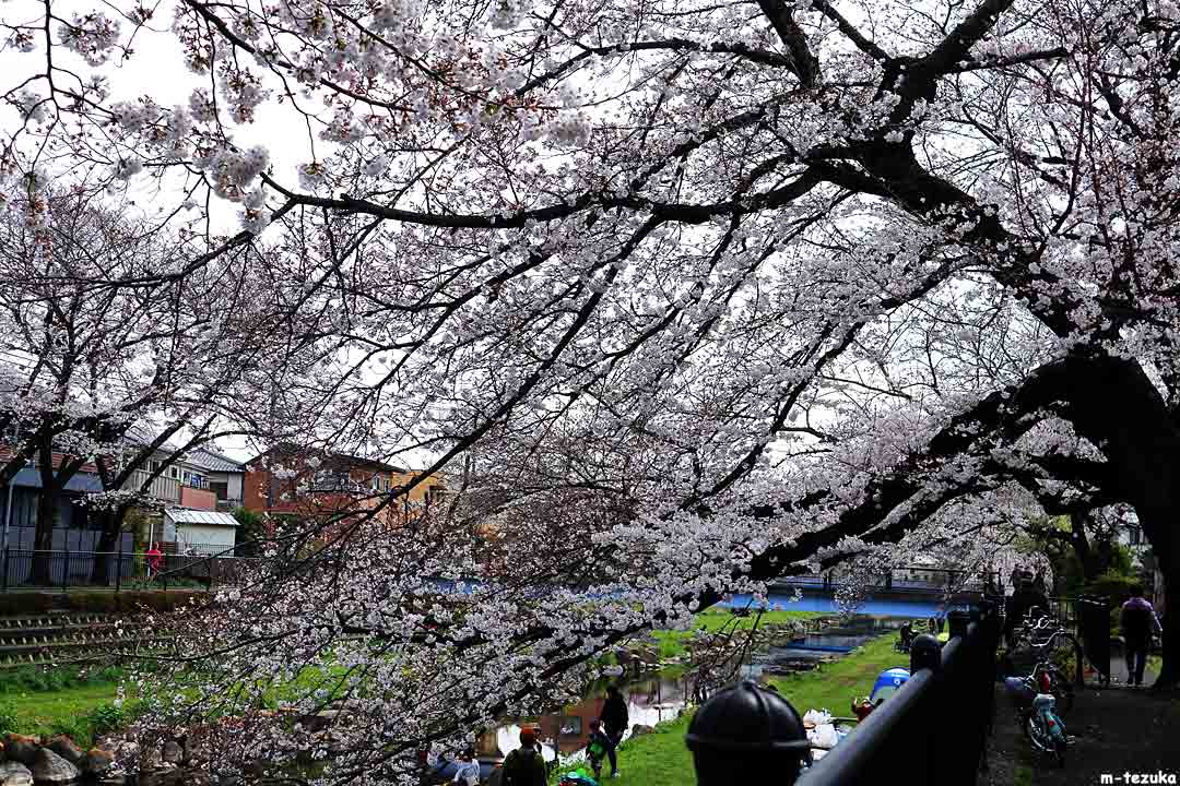 野川の桜
