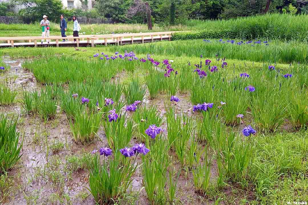 ハナショウブ
