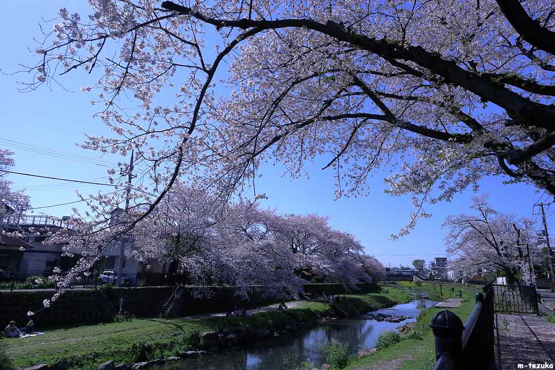 野川の桜。