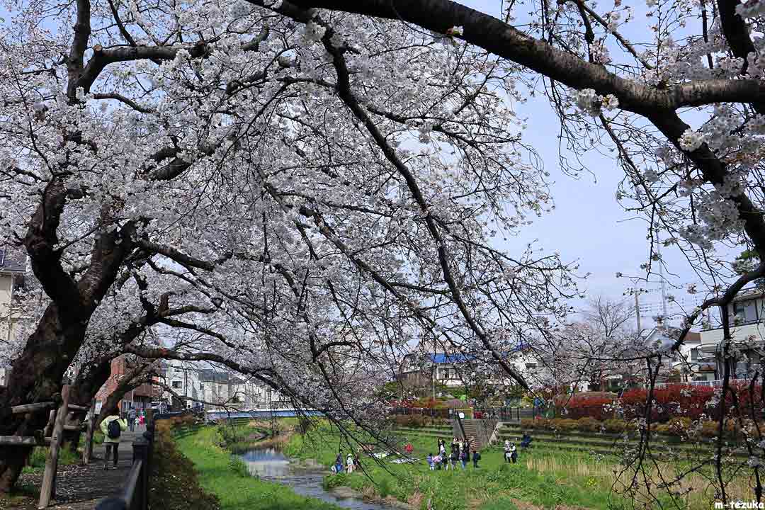 野川の桜。